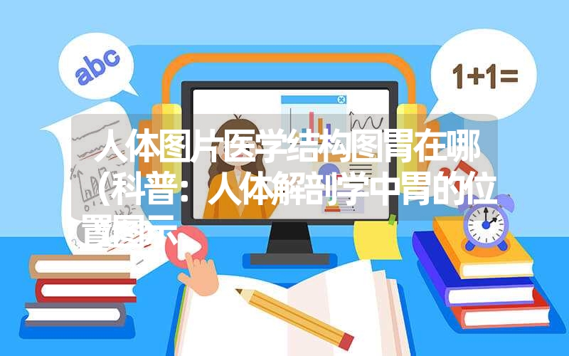 人体图片医学结构图胃在哪（科普：人体解剖学中胃的位置图示